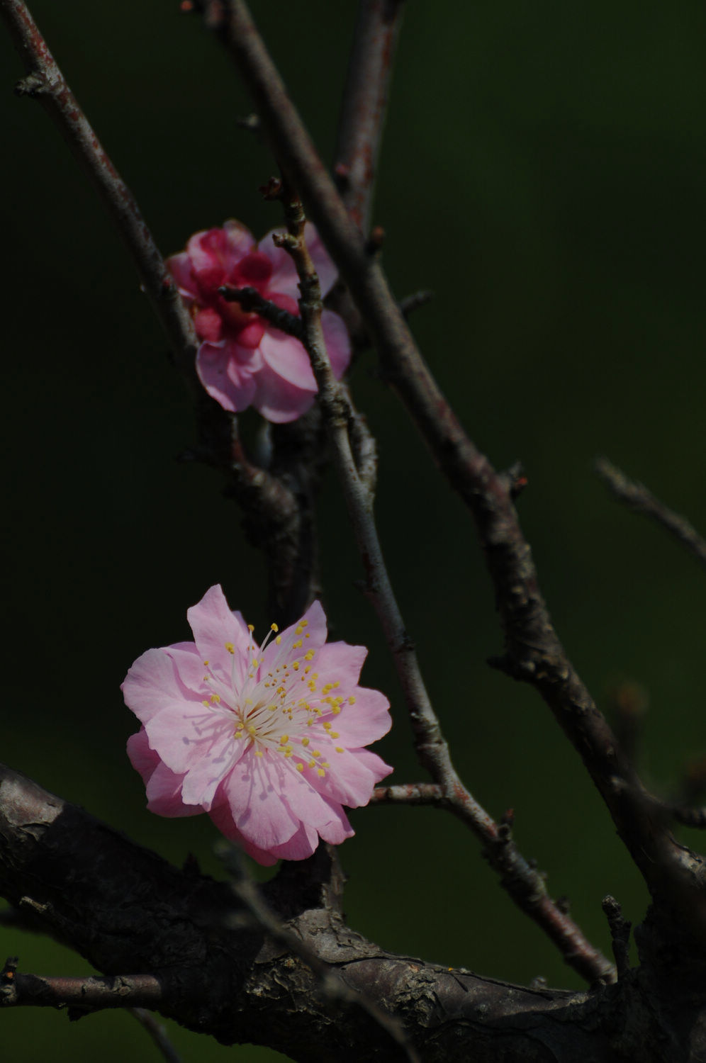 DSC_2351.JPG
