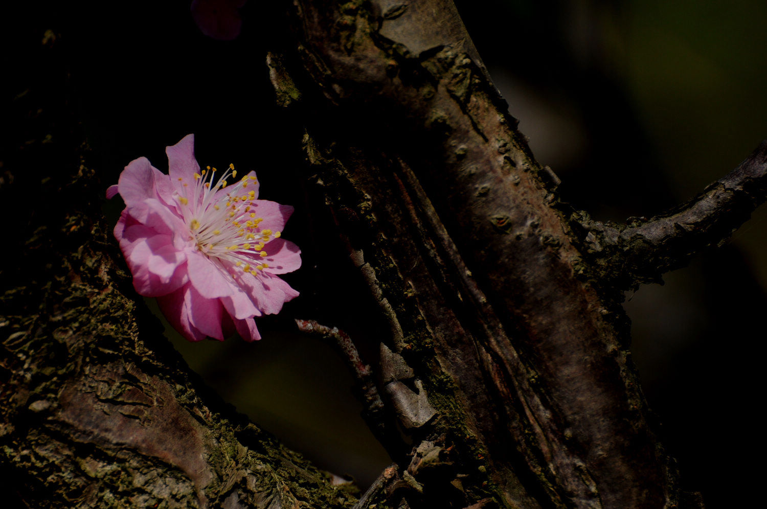 DSC_2352.JPG