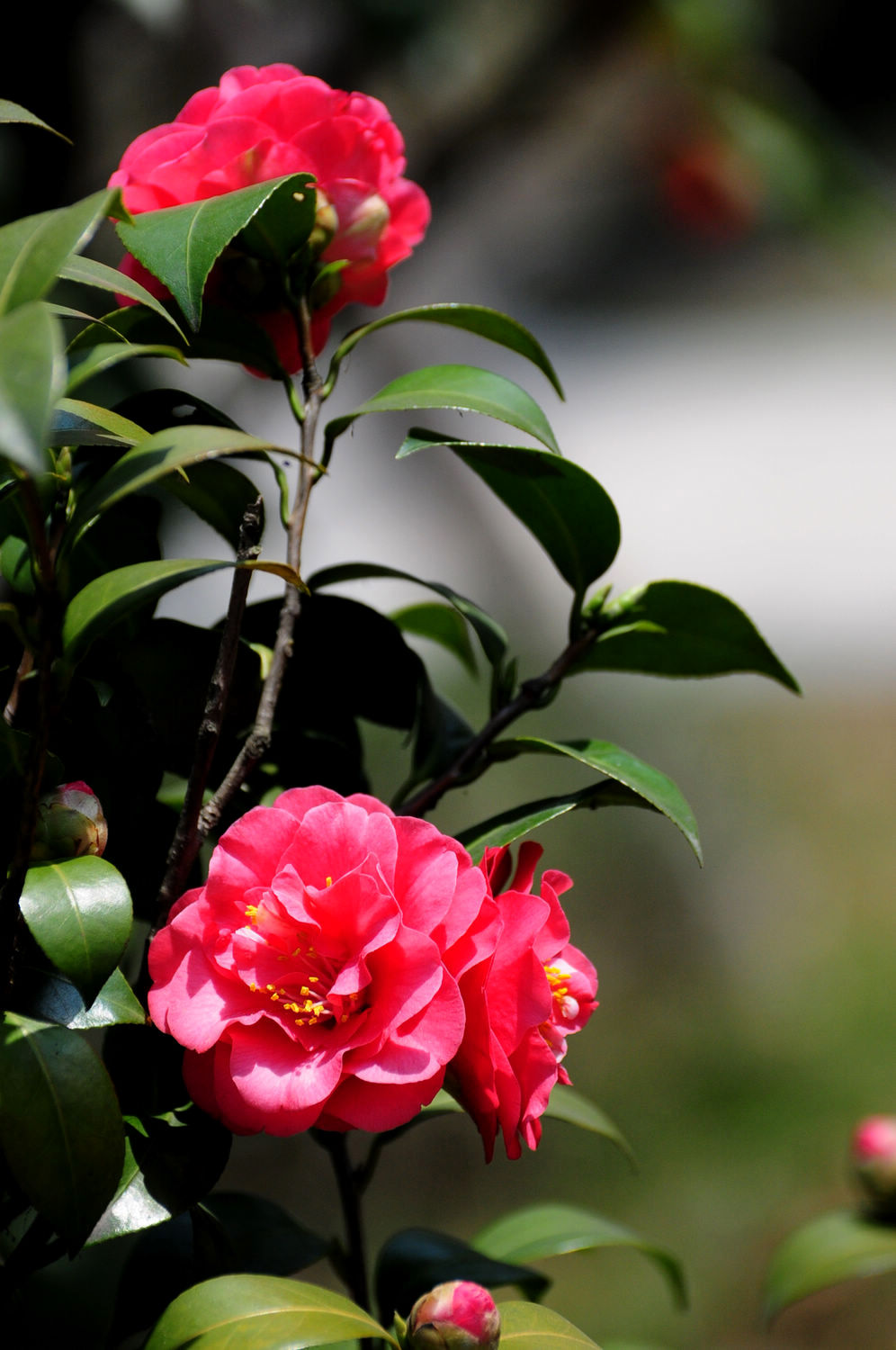 DSC_2368.JPG