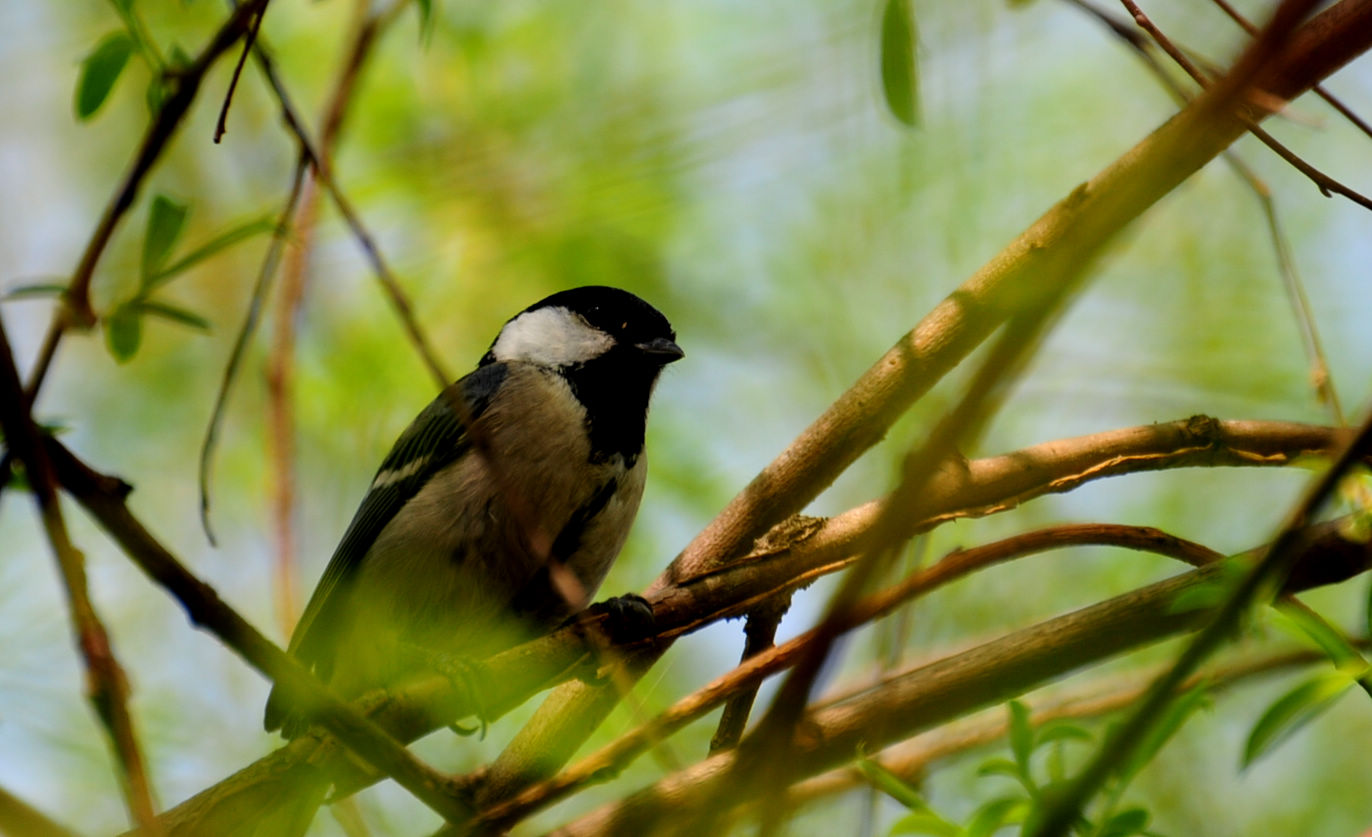 DSC_2385.JPG