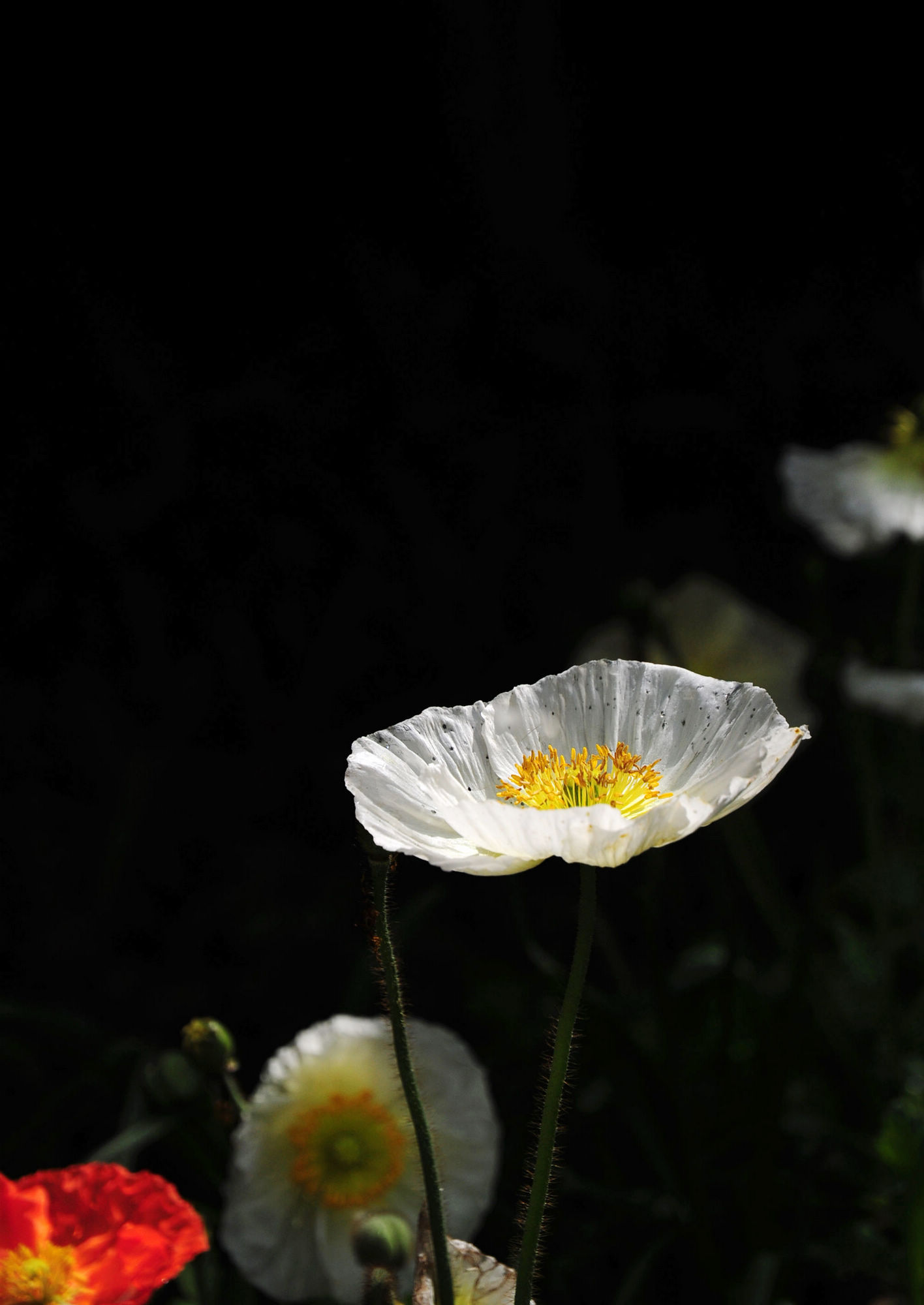 DSC_2531.jpg