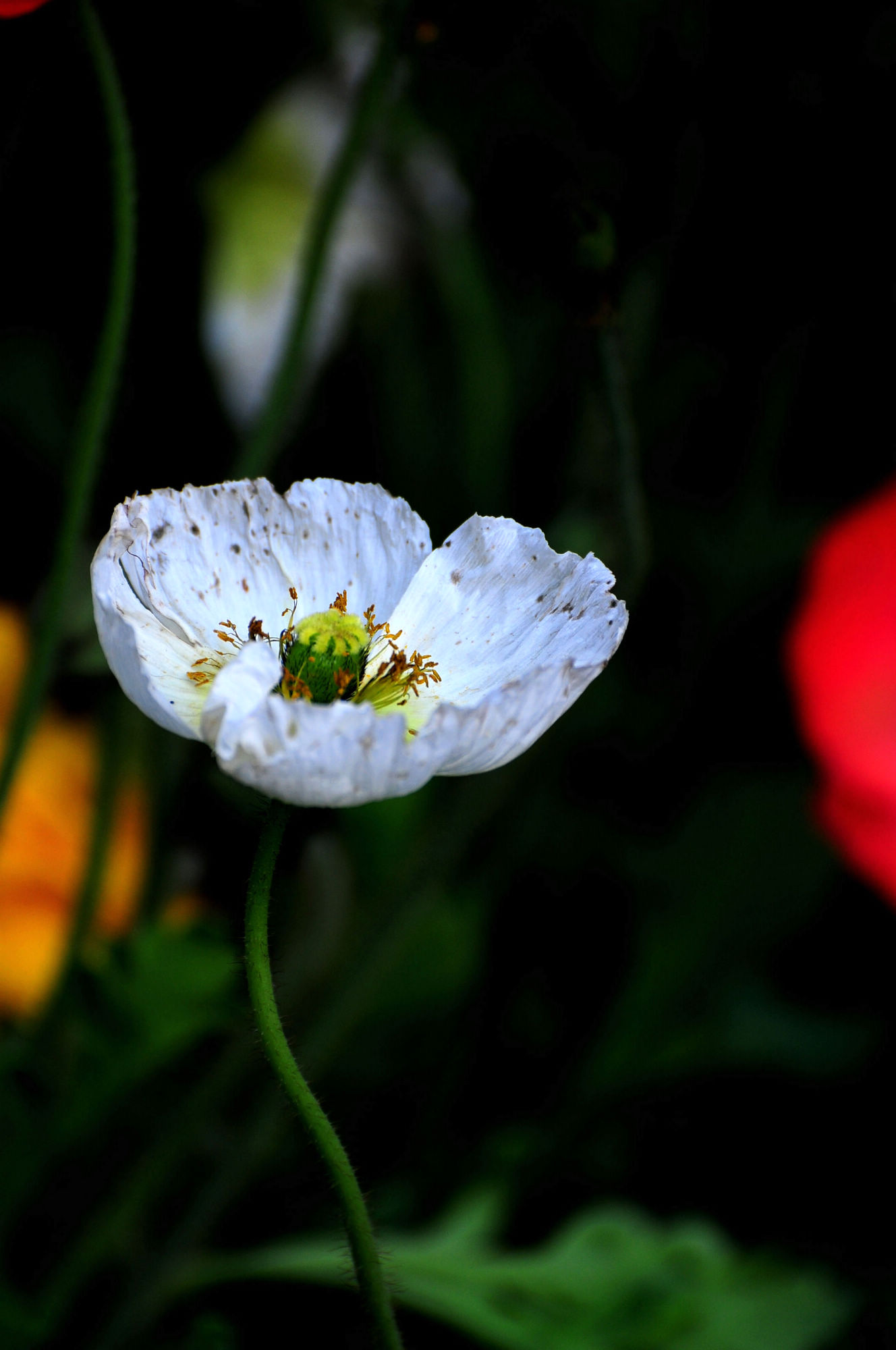 DSC_2796.jpg
