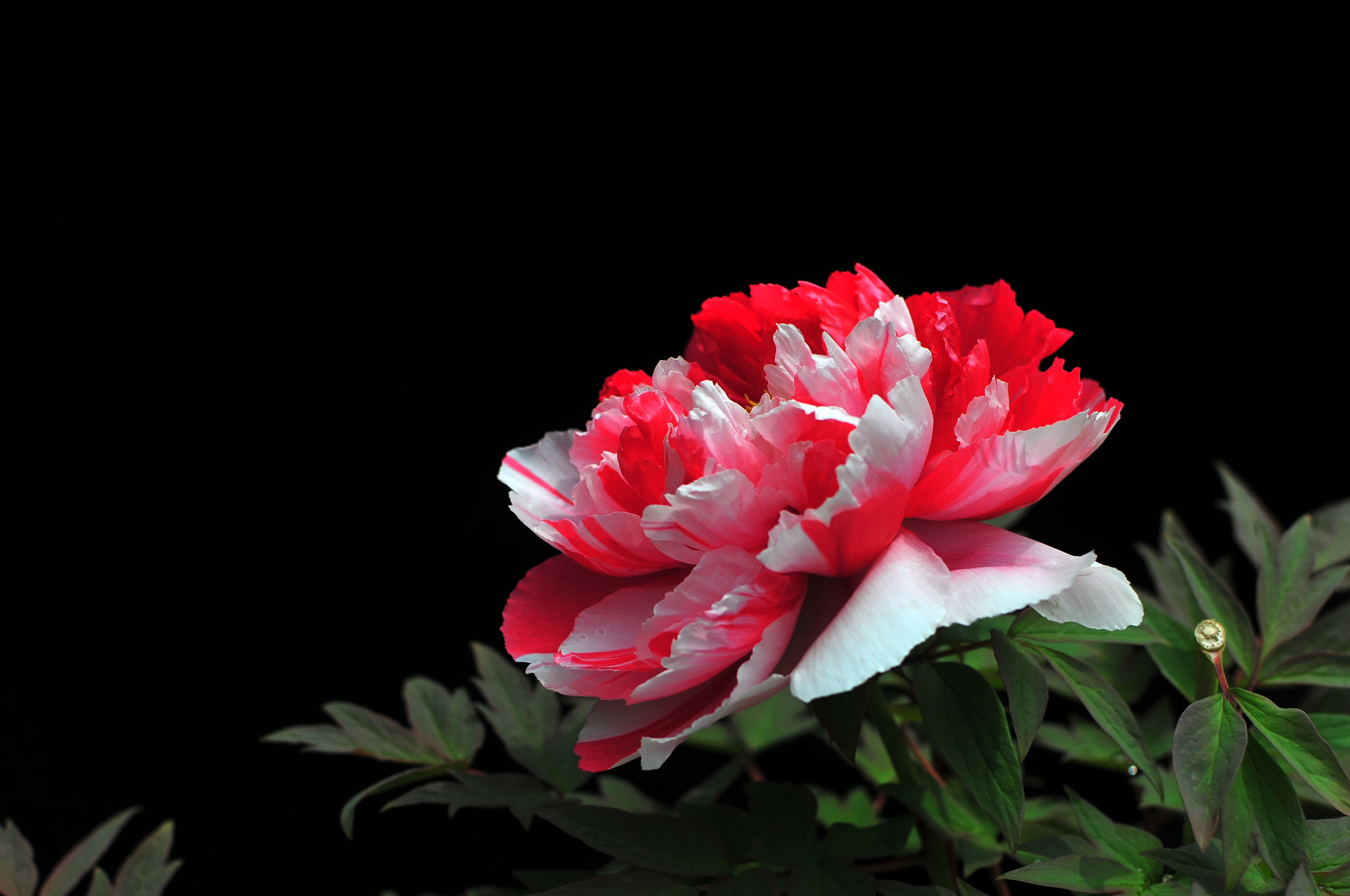 DSC_2968.jpg