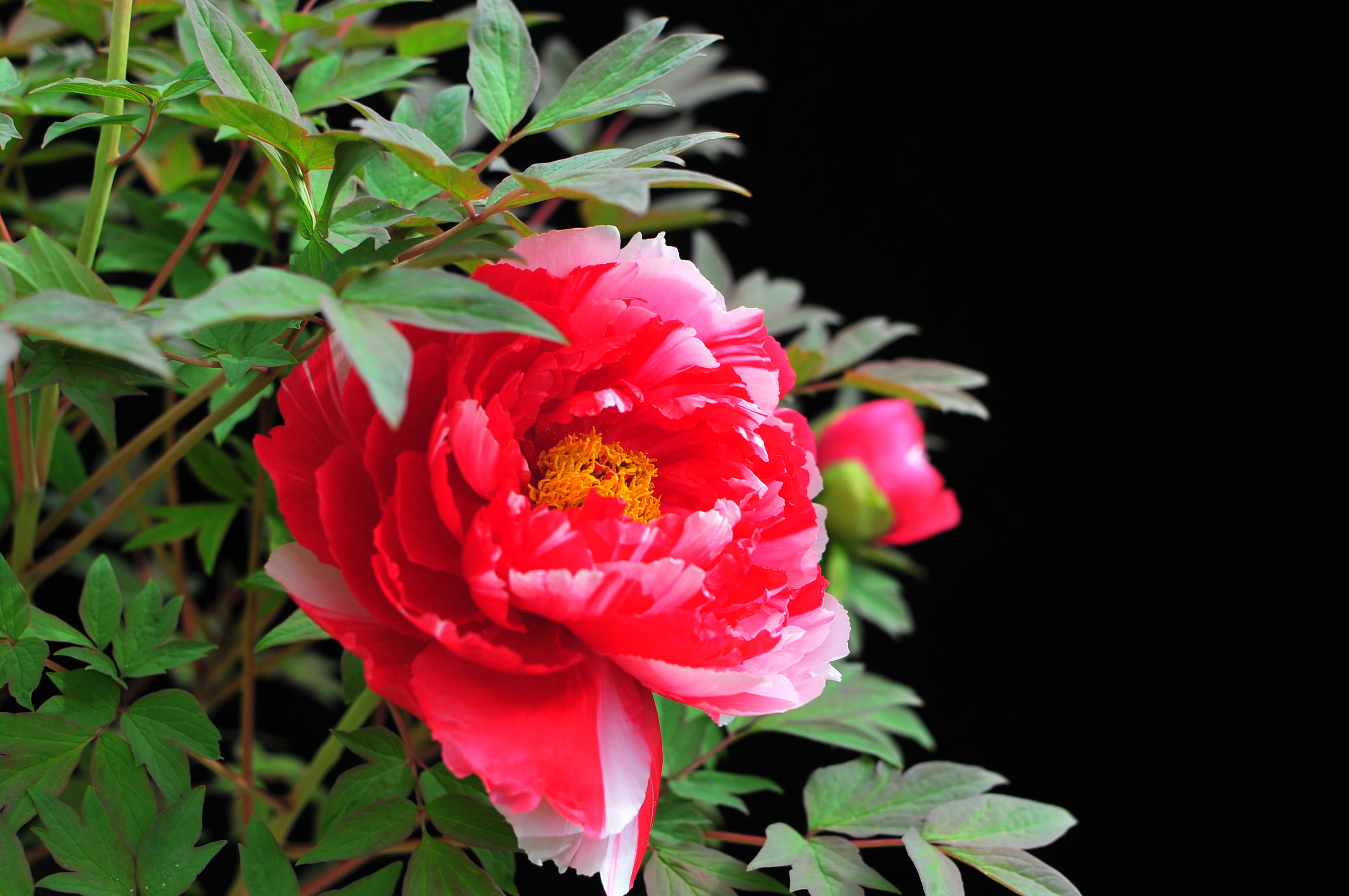 DSC_2972.jpg