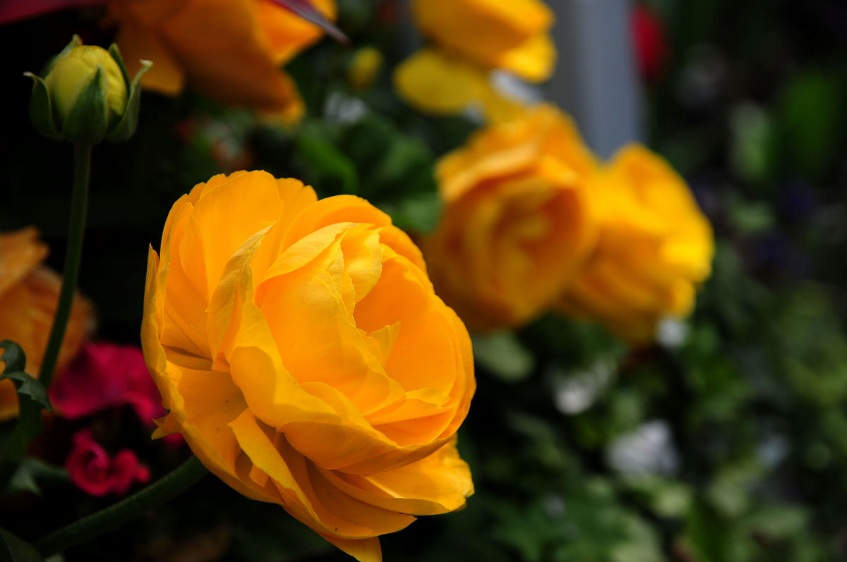 DSC_2582.jpg