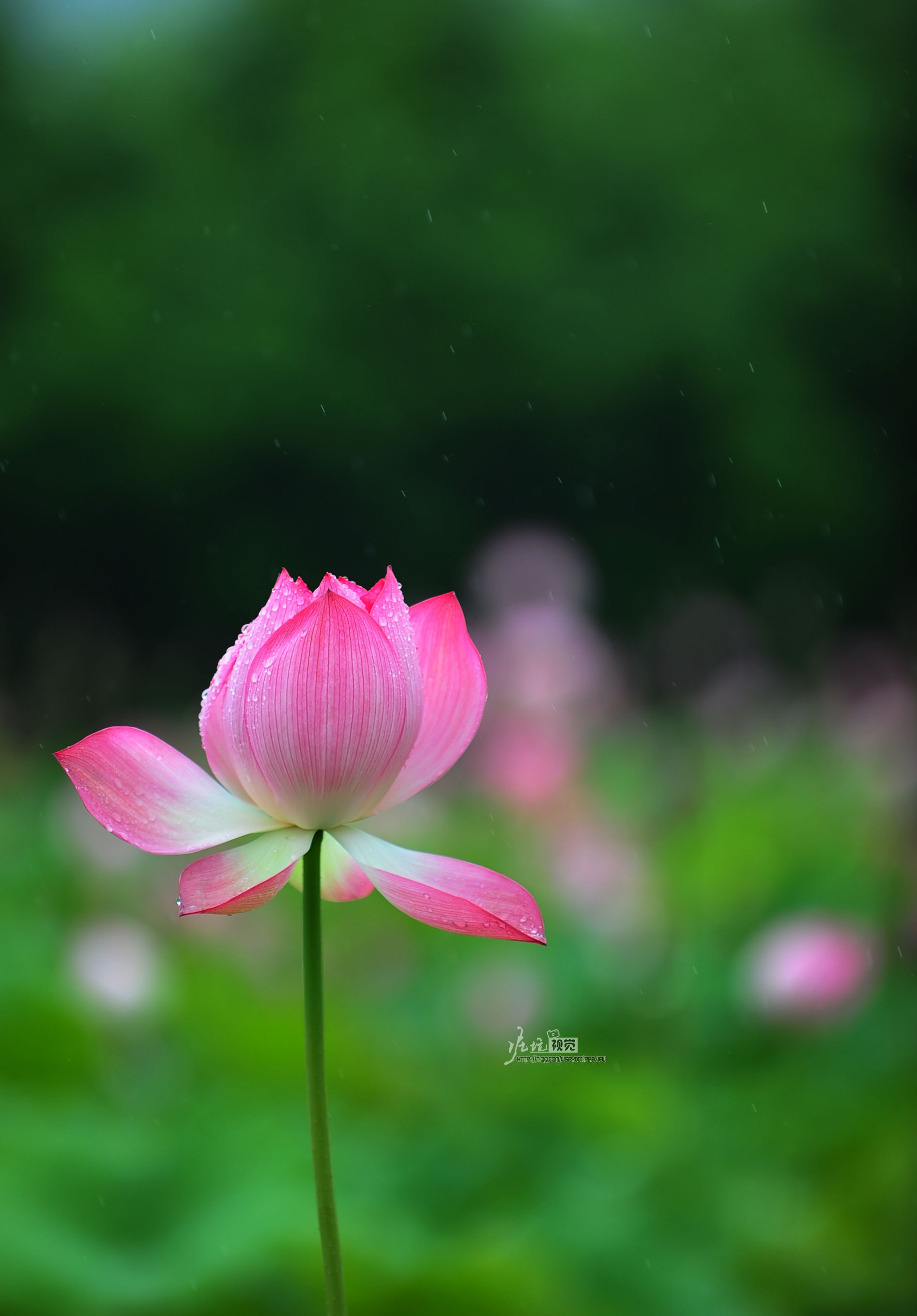 DSC_6161.jpg