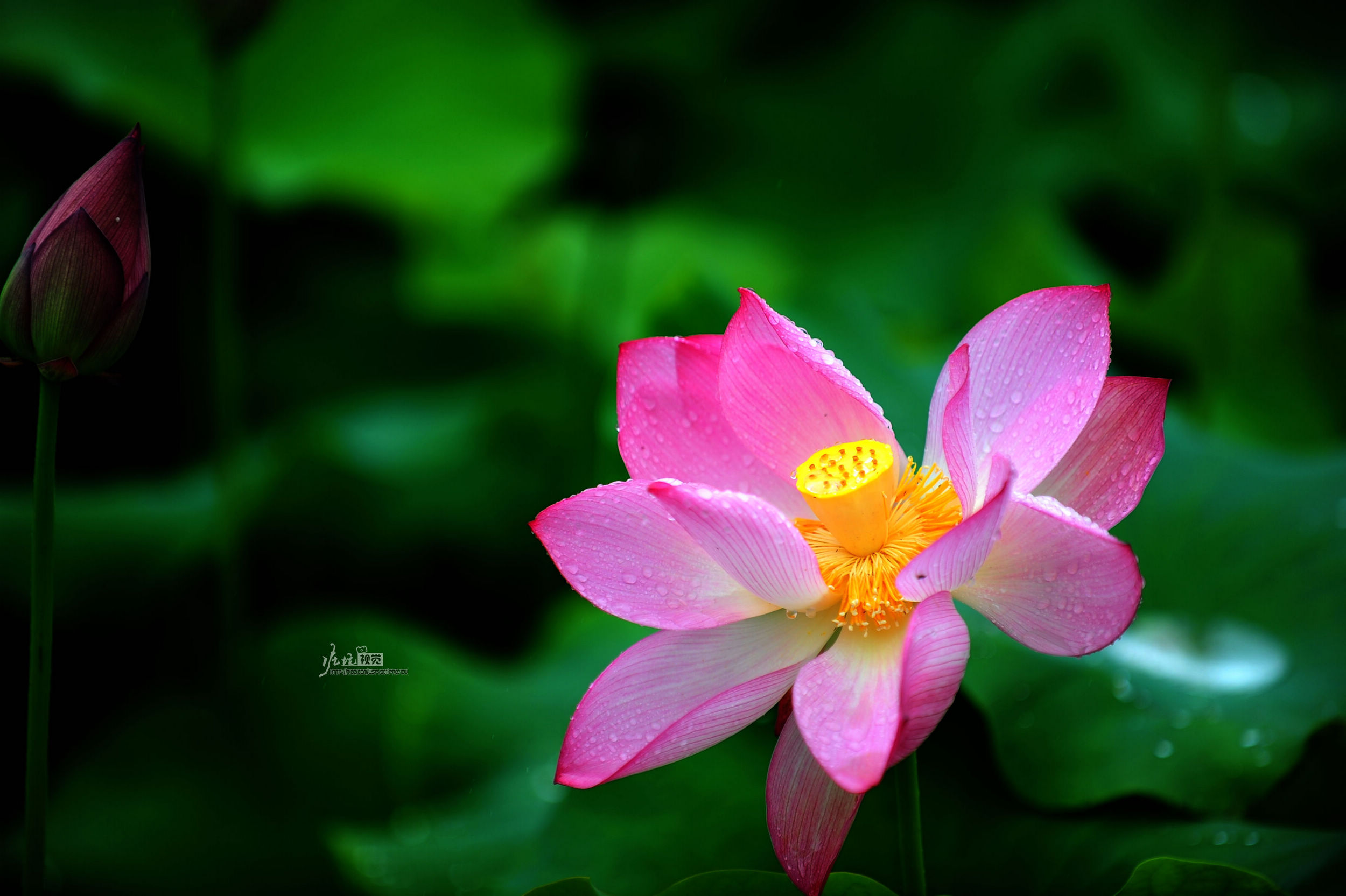 DSC_6167.jpg
