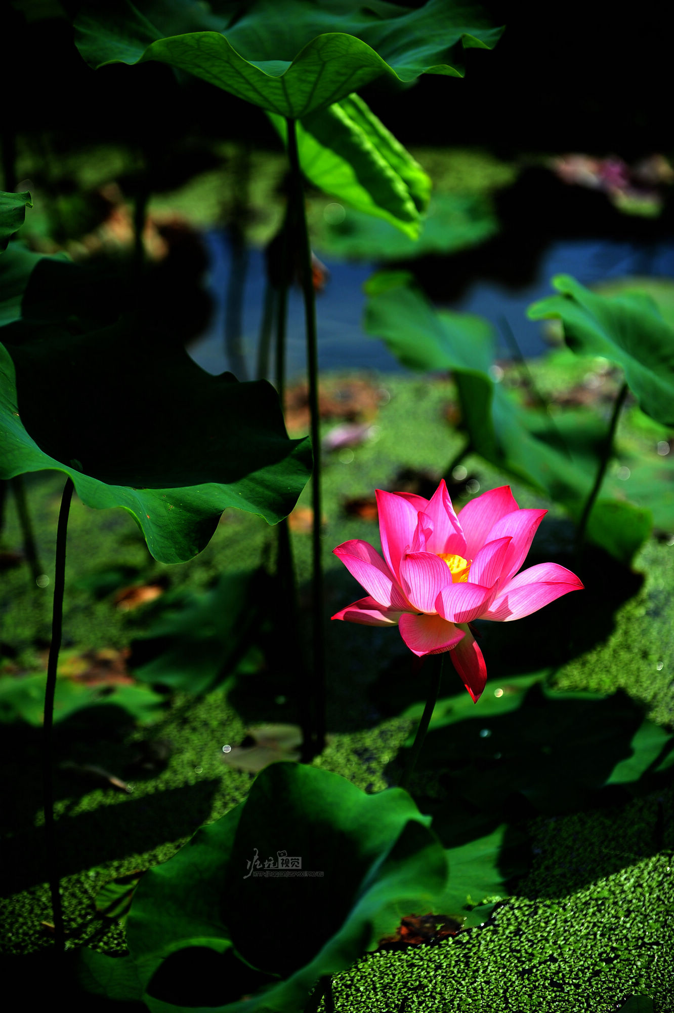 DSC_6268.jpg