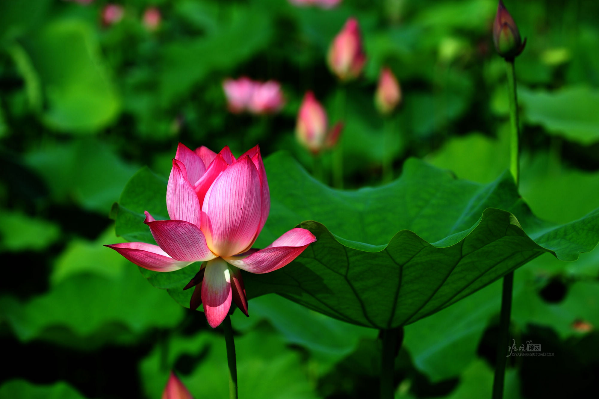 DSC_6281.jpg