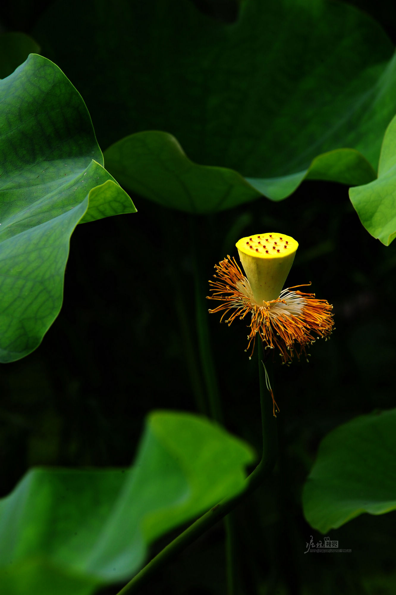 DSC_6294.jpg
