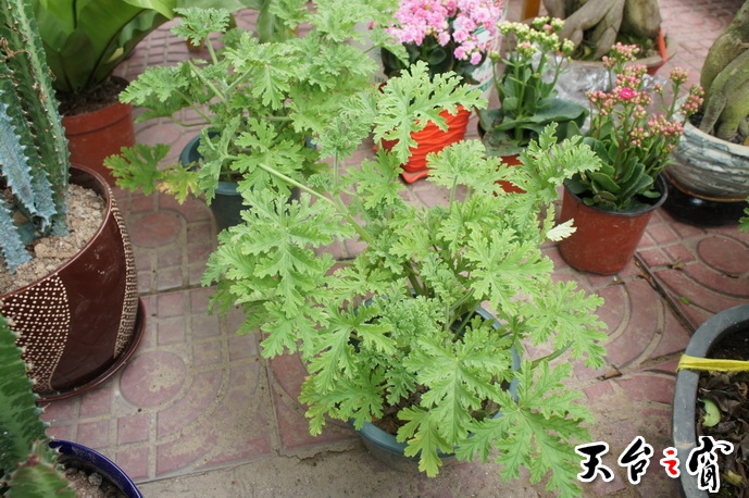 DSC00623_调整大小.JPG