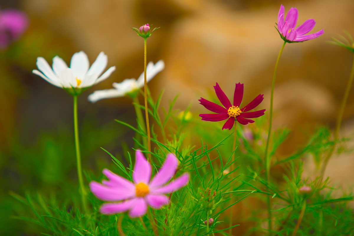 格桑花