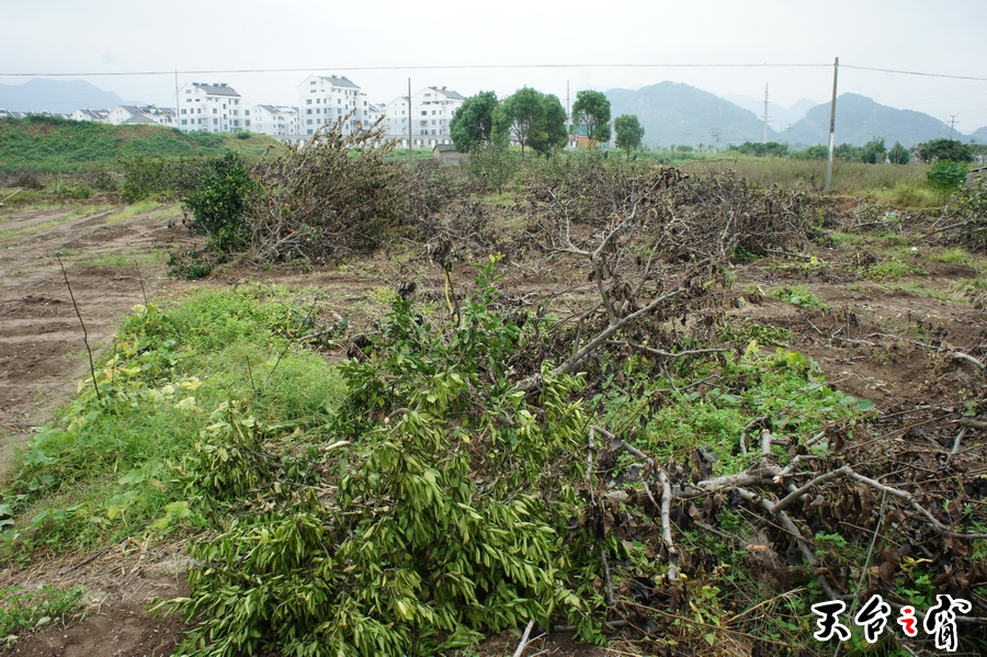 DSC01875_调整大小.JPG