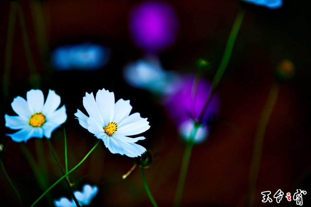 125A8253_调整大小.jpg