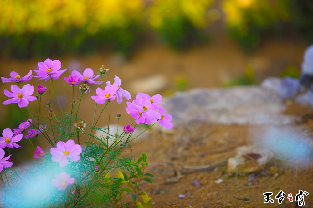 125A8254_调整大小.jpg