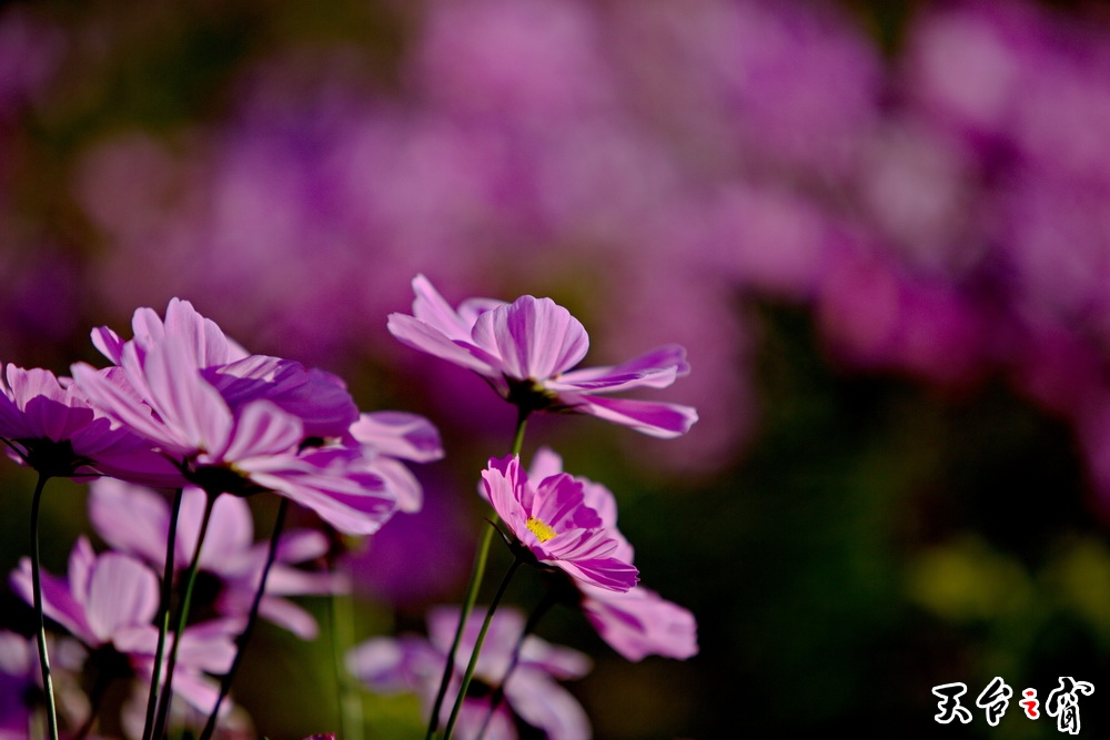 125A8261_调整大小.jpg
