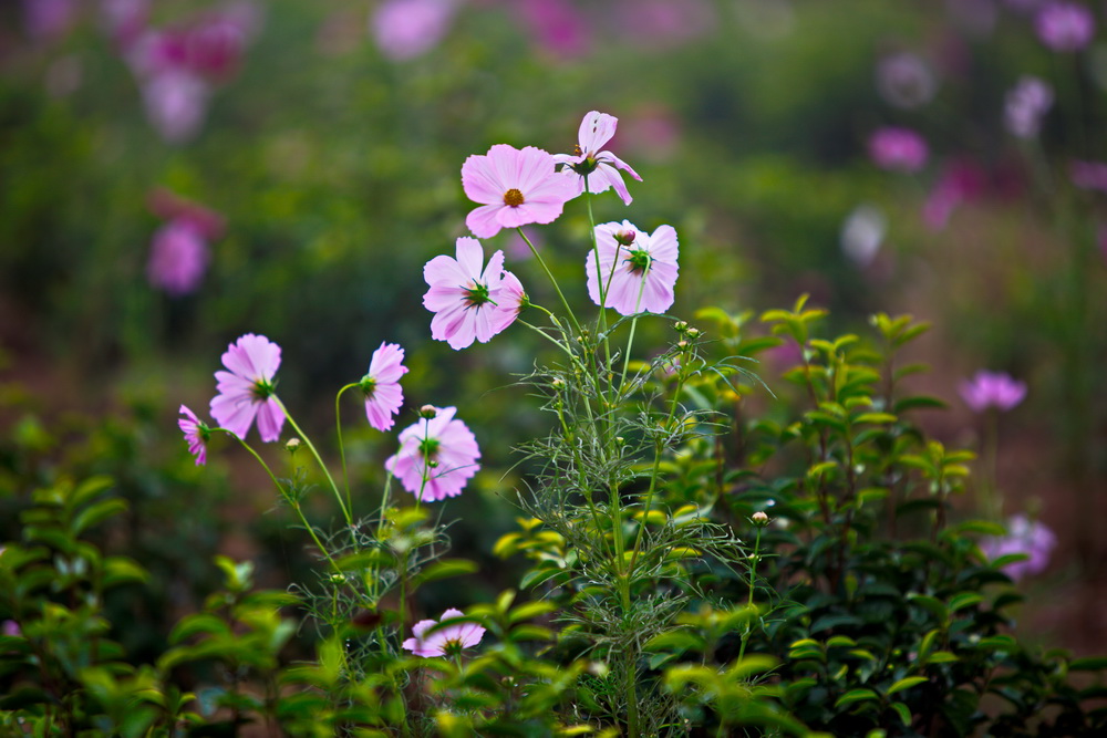 125A4551_调整大小.jpg