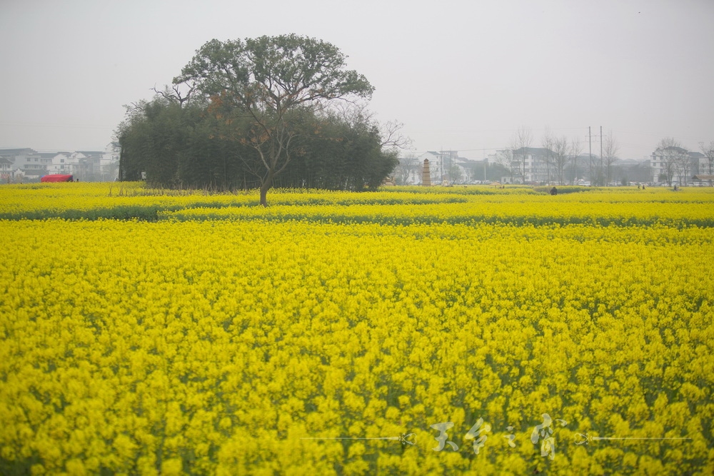 125A1206_调整大小.jpg