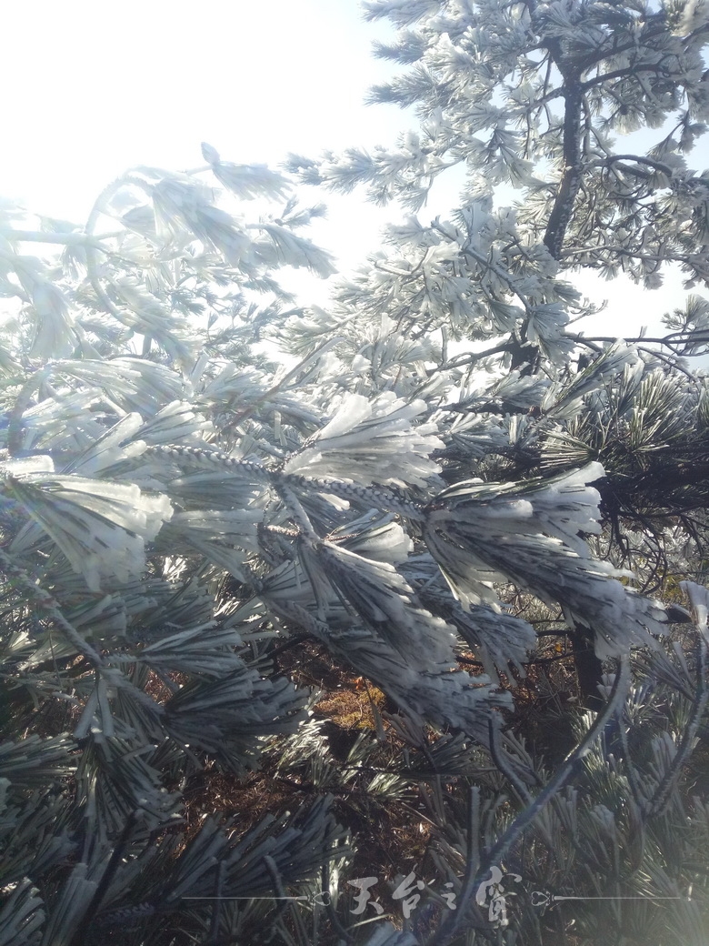IMG20180109114744_调整大小.jpg