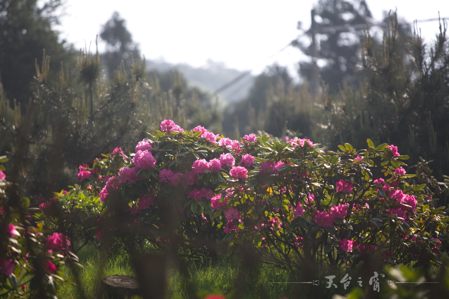 125A8671_调整大小.jpg