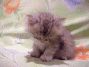 Z5NlXqiM.gif