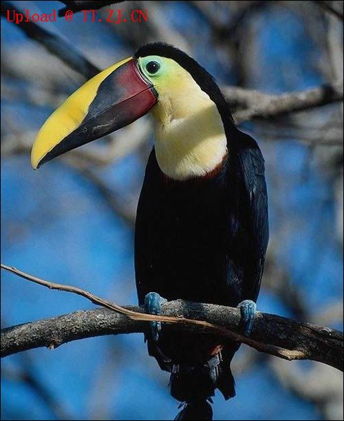 鹦鹉学舌-------(爆笑哦....)5来相拔晓肋