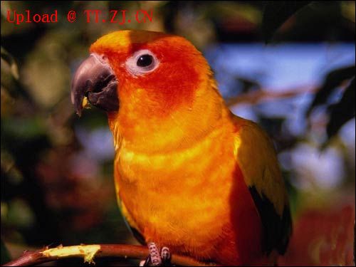 鹦鹉学舌-------(爆笑哦....)5来相拔晓肋