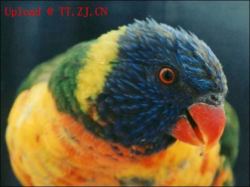 鹦鹉学舌-------(爆笑哦....)5来相拔晓肋