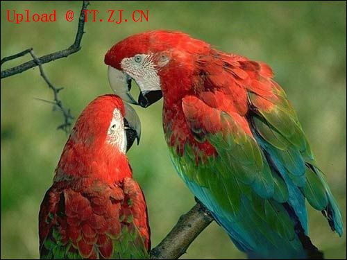 鹦鹉学舌-------(爆笑哦....)5来相拔晓肋