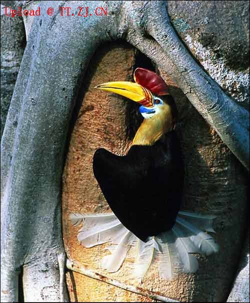 鹦鹉学舌-------(爆笑哦....)5来相拔晓肋