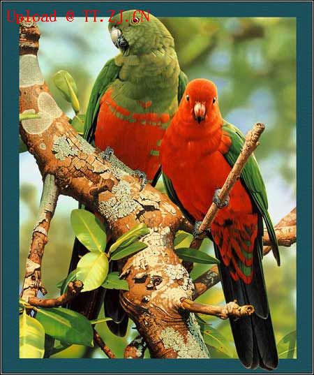 鹦鹉学舌-------(爆笑哦....)5来相拔晓肋