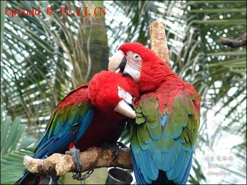 鹦鹉学舌-------(爆笑哦....)5来相拔晓肋