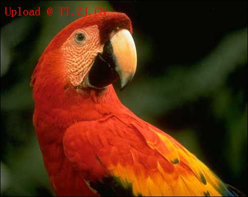 鹦鹉学舌-------(爆笑哦....)5来相拔晓肋