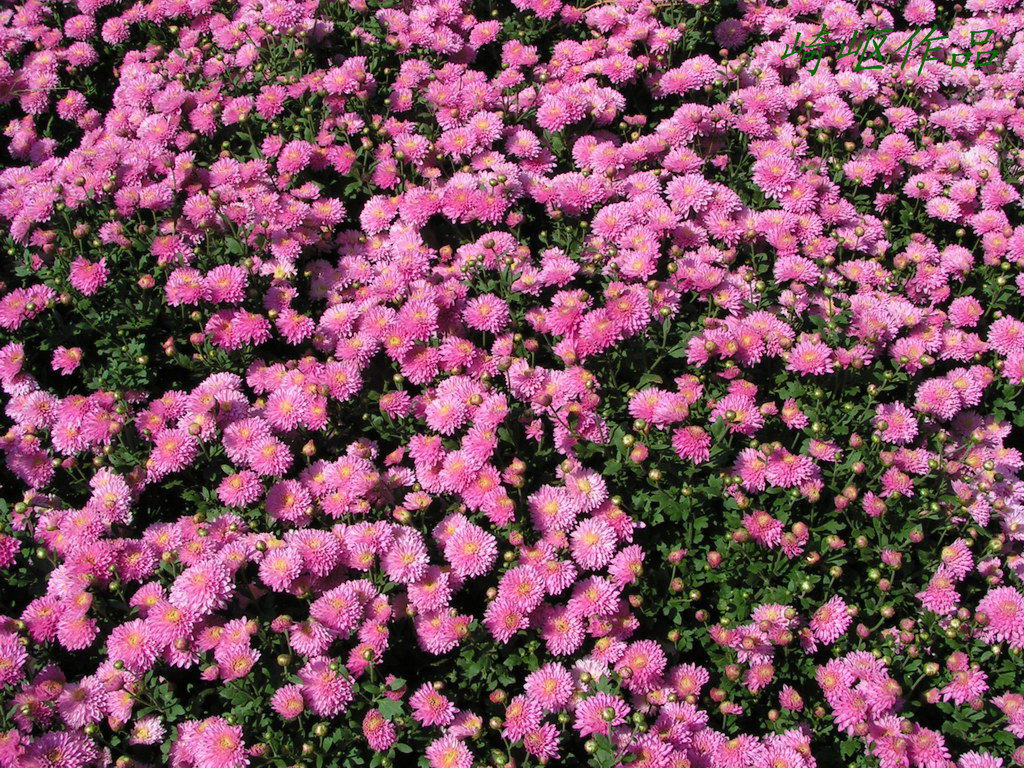 几张菊花图.