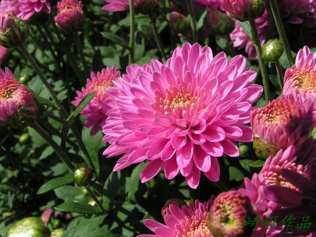 几张菊花图.