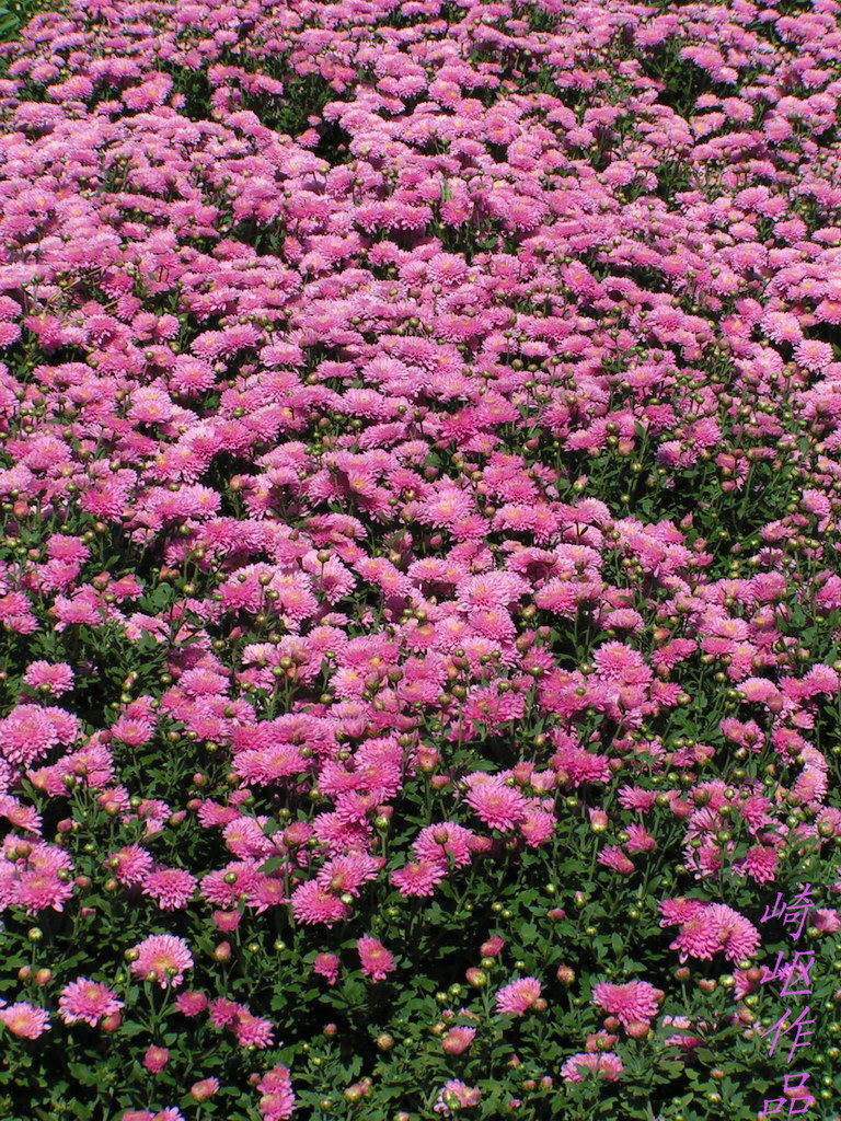 几张菊花图.
