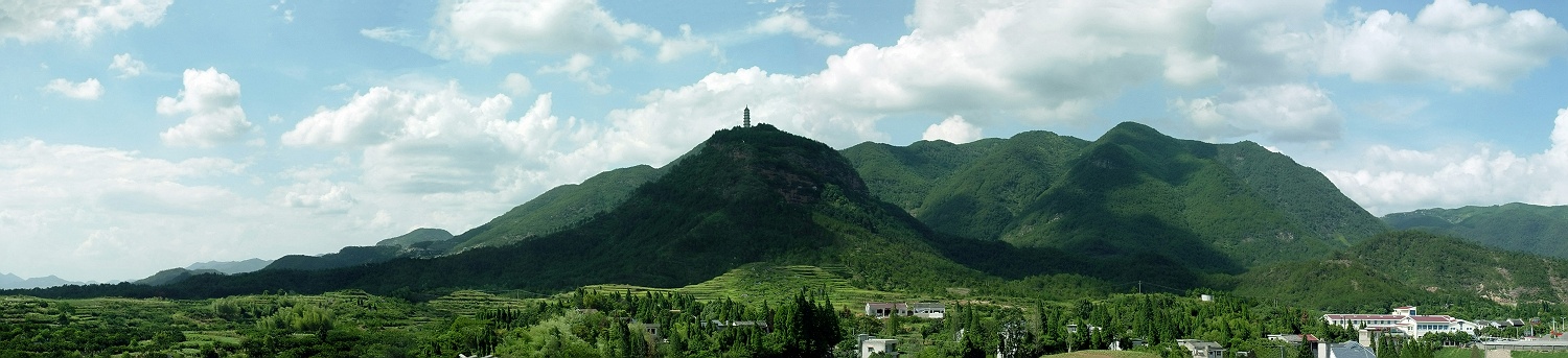 老树进来