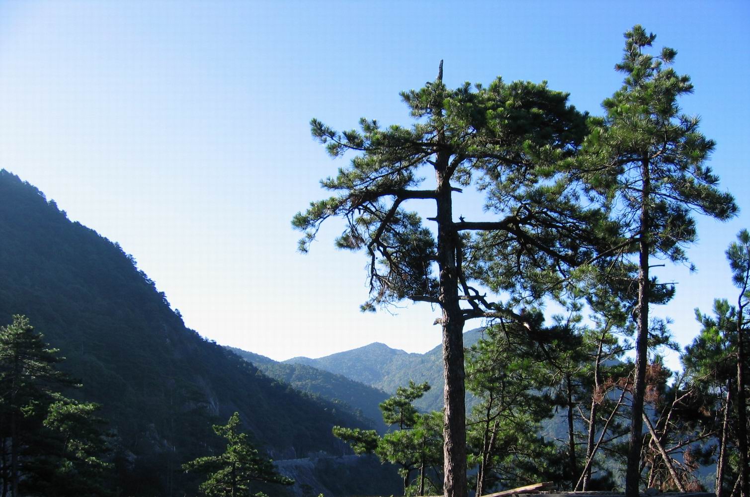 百山祖---黄茅尖登顶穿越之PP