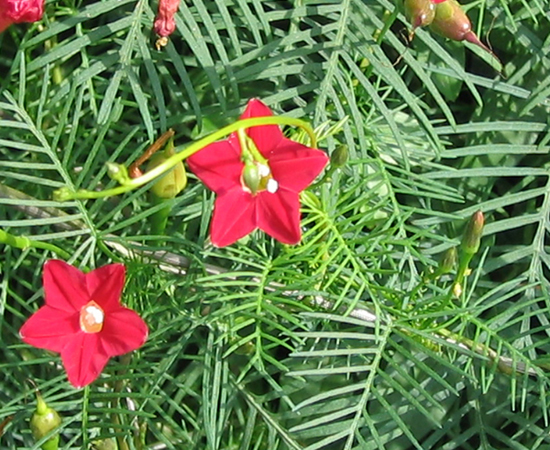 花香自有蜜蜂来
