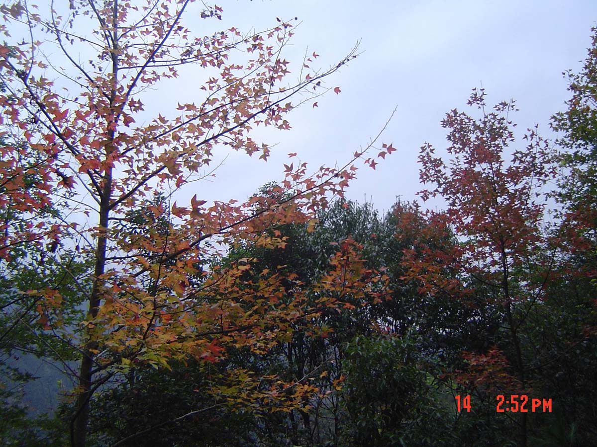 枫叶红于二月花