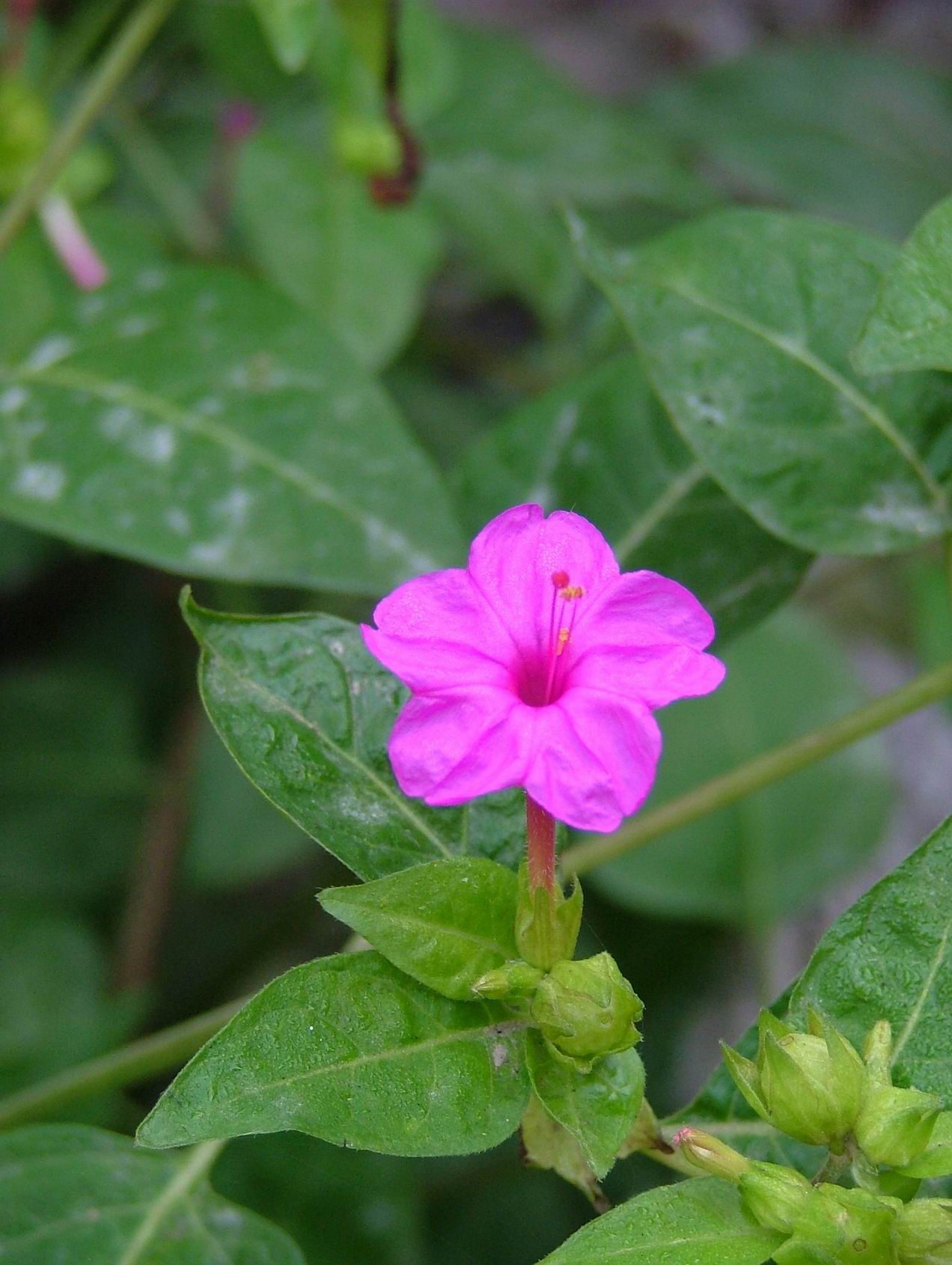 花花草草