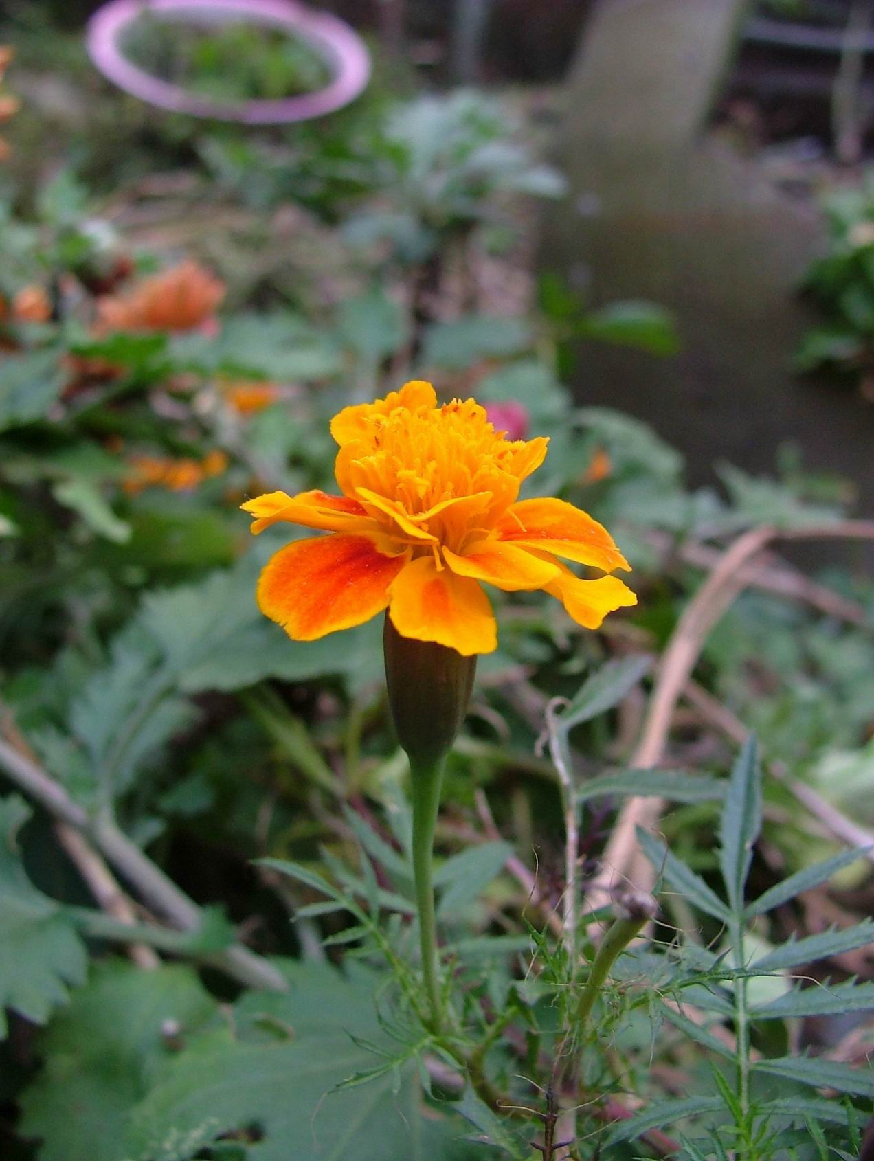 花花草草