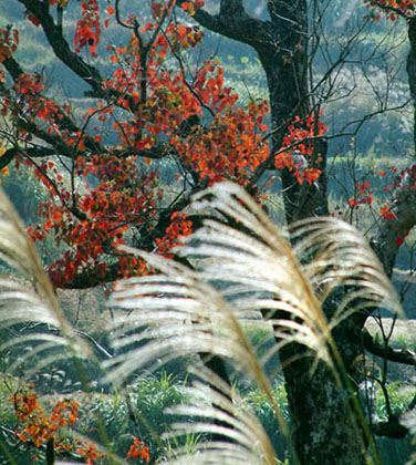 红叶与荻花 2004.11.5