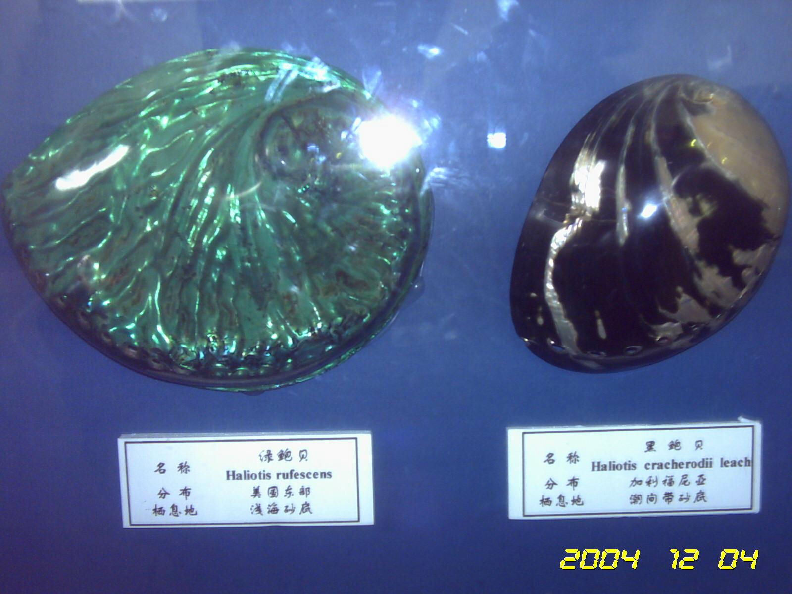 贝壳展