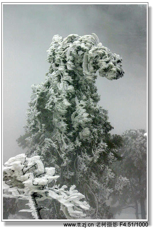 12月25日华顶冰雪世界拍摄收获