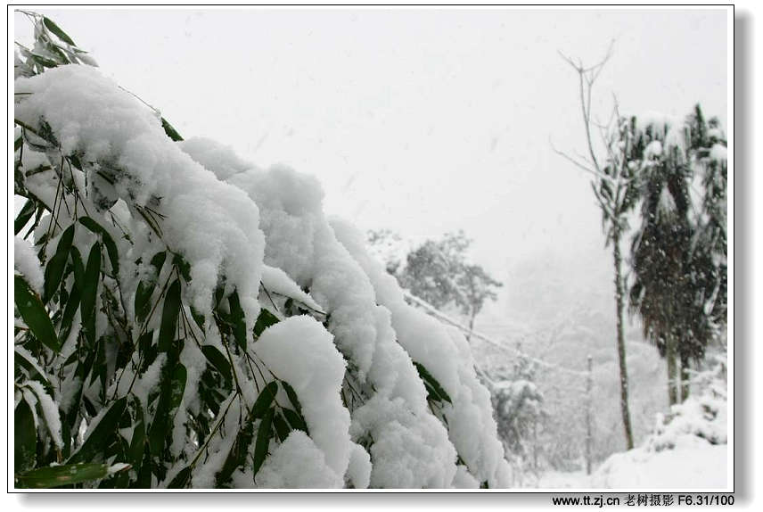 风雪中的老树，大陆及美眉