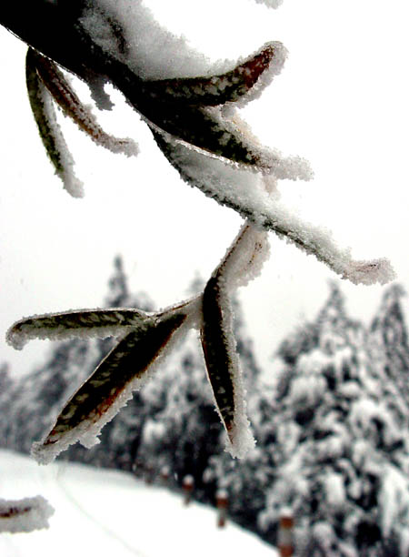 独钓寒江雪