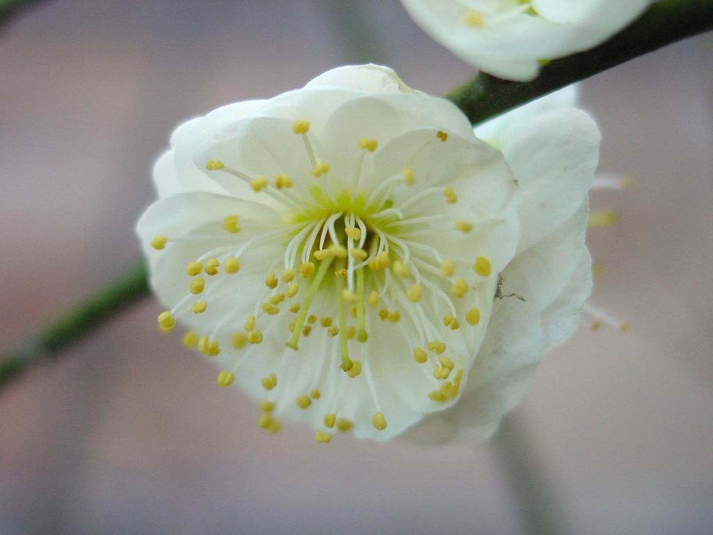 新手新作：花儿