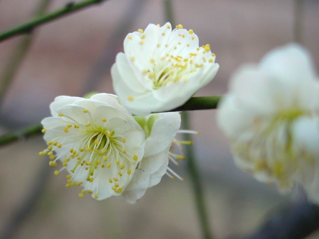 新手新作：花儿
