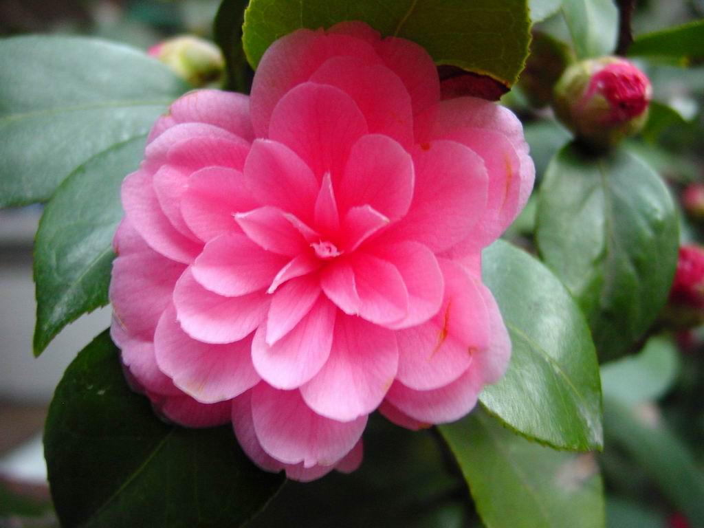 新手新作：花儿